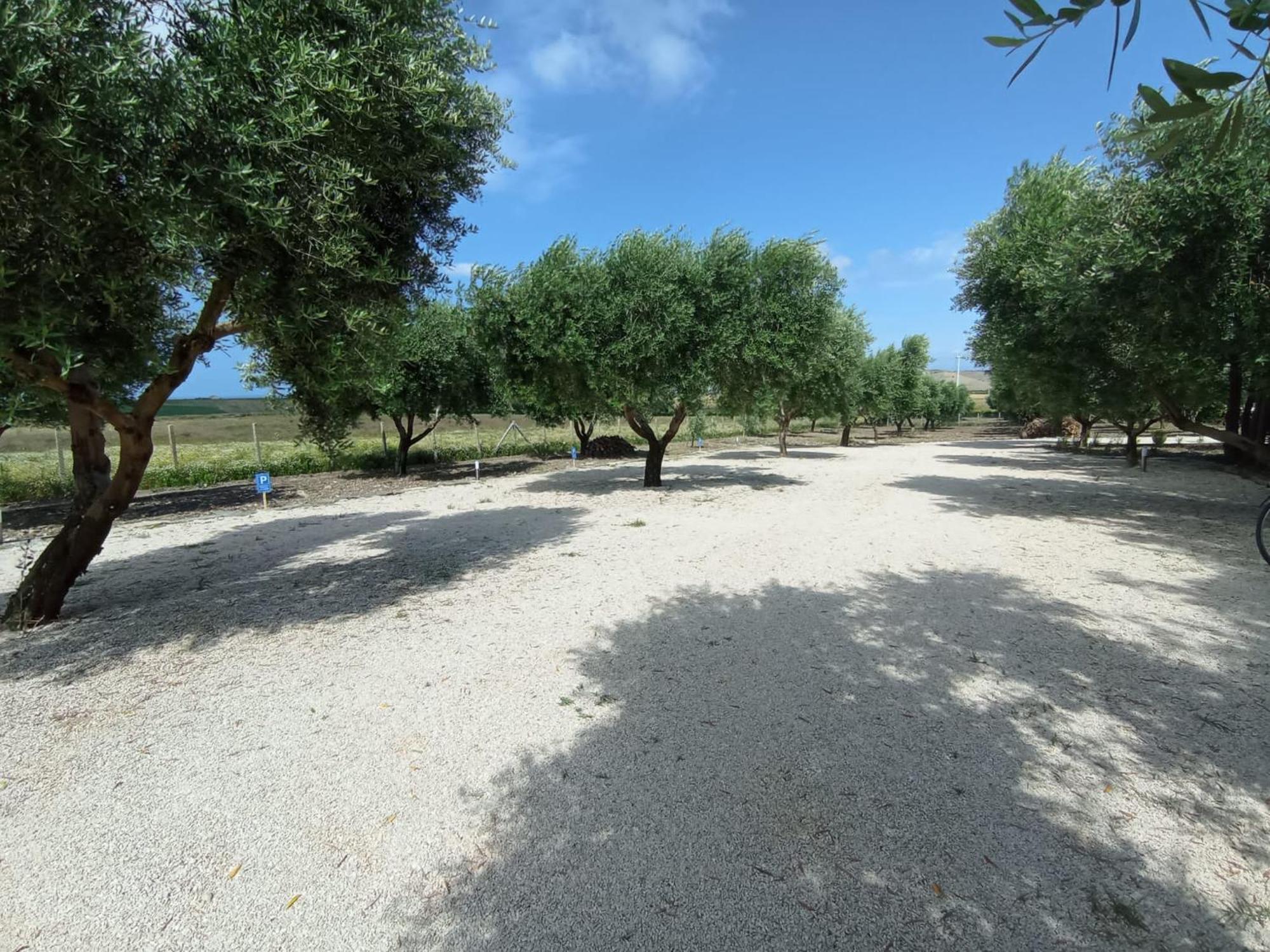 Tenuta Viale Degli Ulivi San Martino in Pensilis Exteriér fotografie